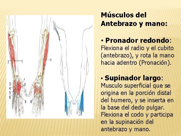 Músculos del Antebrazo y mano: • Pronador redondo: Flexiona el radio y el cubito