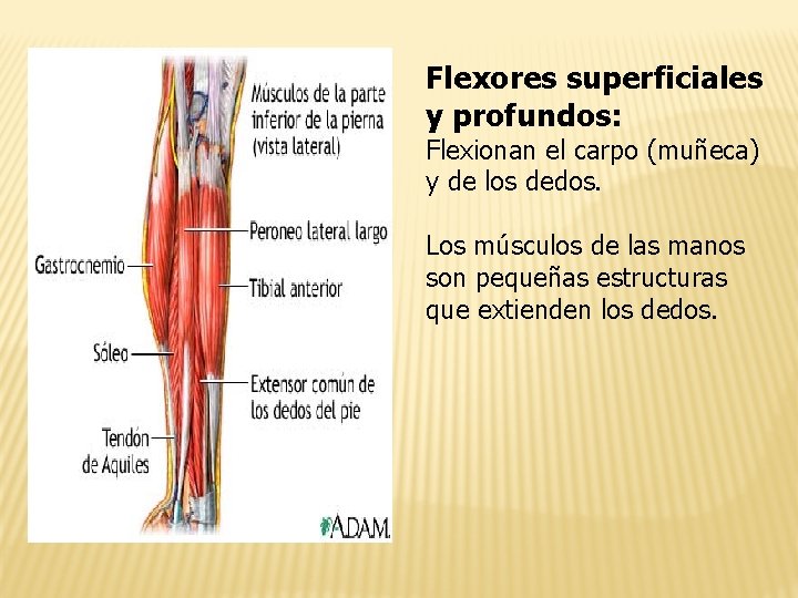 Flexores superficiales y profundos: Flexionan el carpo (muñeca) y de los dedos. Los músculos