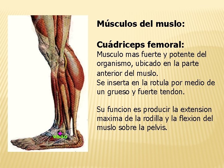 Músculos del muslo: Cuádriceps femoral: Musculo mas fuerte y potente del organismo, ubicado en