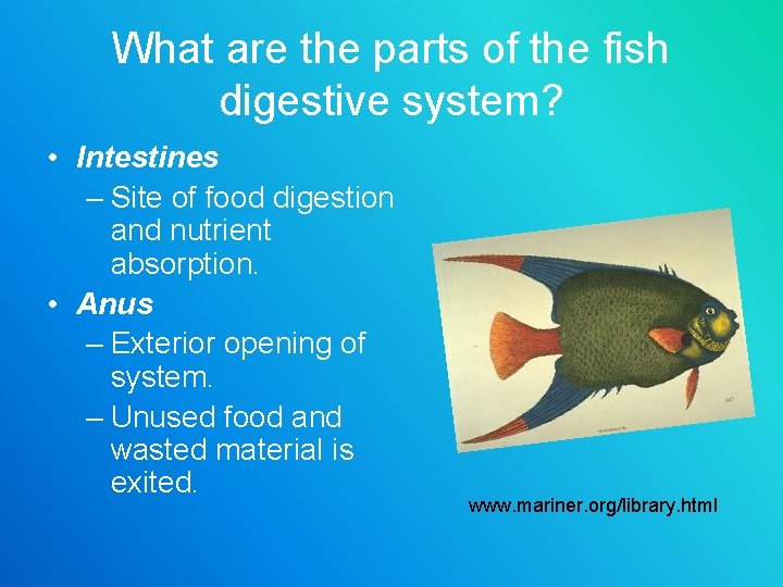 What are the parts of the fish digestive system? • Intestines – Site of