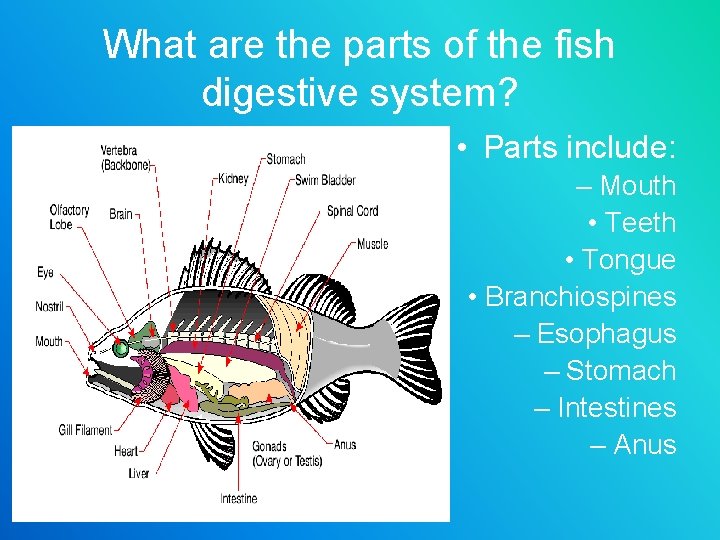 What are the parts of the fish digestive system? • Parts include: – Mouth