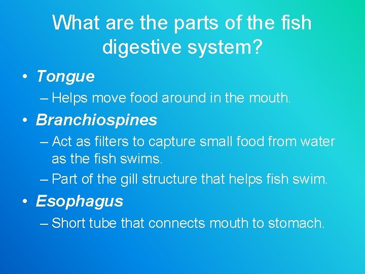 What are the parts of the fish digestive system? • Tongue – Helps move
