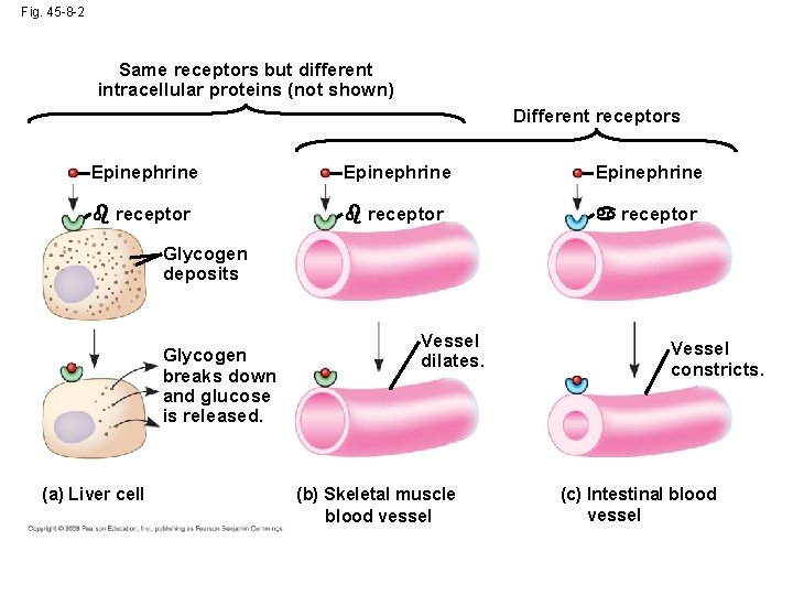 Fig. 45 -8 -2 Same receptors but different intracellular proteins (not shown) Different receptors