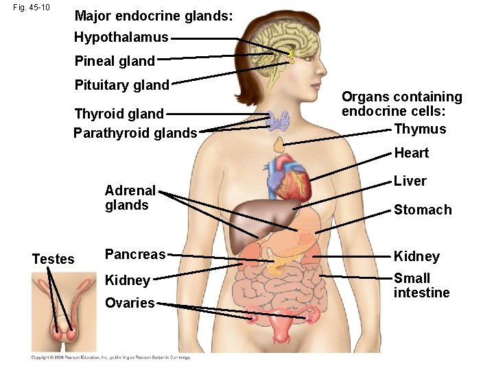 Fig. 45 -10 Major endocrine glands: Hypothalamus Pineal gland Pituitary gland Thyroid gland Parathyroid