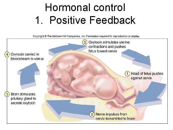 Hormonal control 1. Positive Feedback 