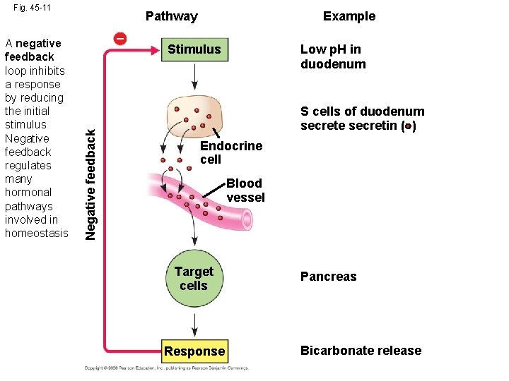 Fig. 45 -11 – Negative feedback A negative feedback loop inhibits a response by