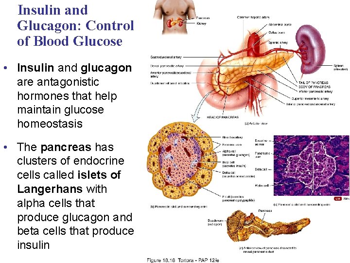Insulin and Glucagon: Control of Blood Glucose • Insulin and glucagon are antagonistic hormones