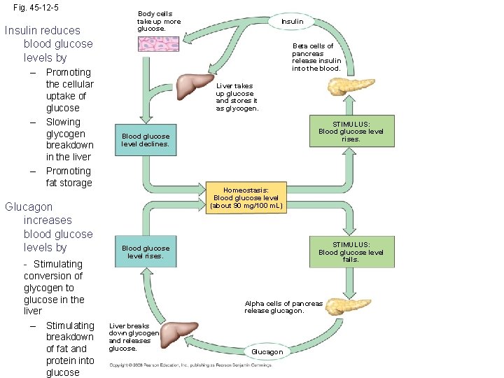 Fig. 45 -12 -5 Insulin reduces blood glucose levels by – Promoting the cellular