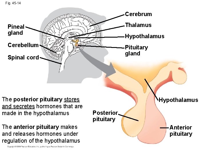 Fig. 45 -14 Cerebrum Pineal gland Thalamus Cerebellum Pituitary gland Hypothalamus Spinal cord The