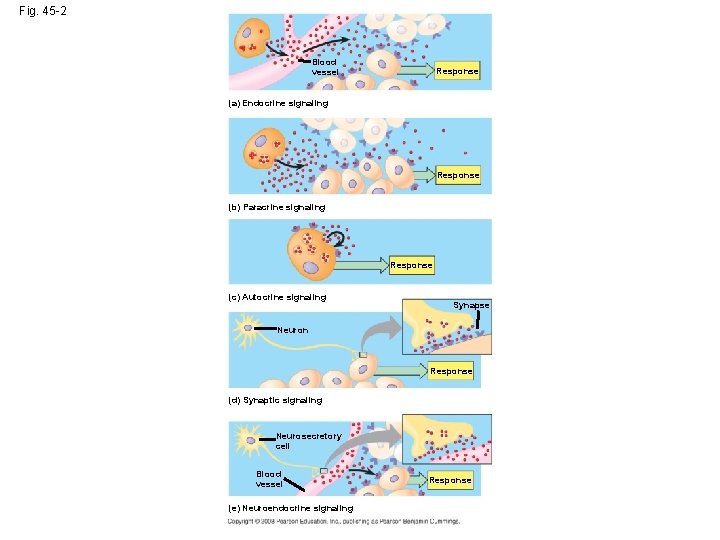 Fig. 45 -2 Blood vessel Response (a) Endocrine signaling Response (b) Paracrine signaling Response