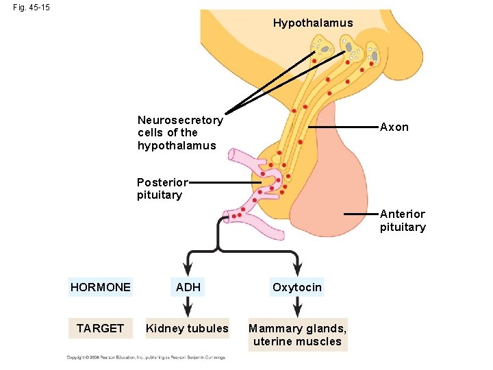 Fig. 45 -15 Hypothalamus Neurosecretory cells of the hypothalamus Axon Posterior pituitary Anterior pituitary