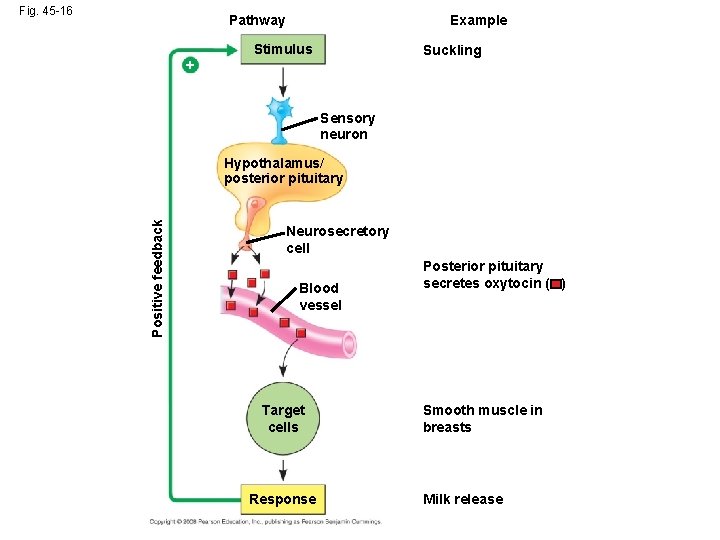 Fig. 45 -16 Pathway Example Stimulus Suckling + Sensory neuron Positive feedback Hypothalamus/ posterior