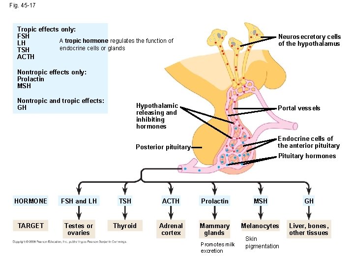 Fig. 45 -17 Tropic effects only: FSH A tropic hormone regulates the function of