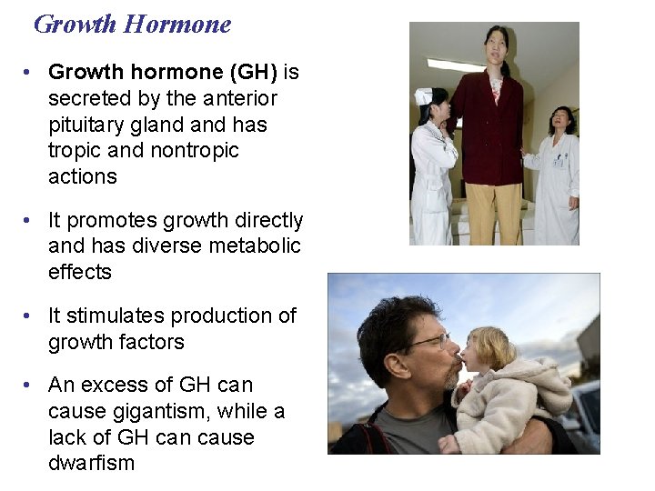 Growth Hormone • Growth hormone (GH) is secreted by the anterior pituitary gland has