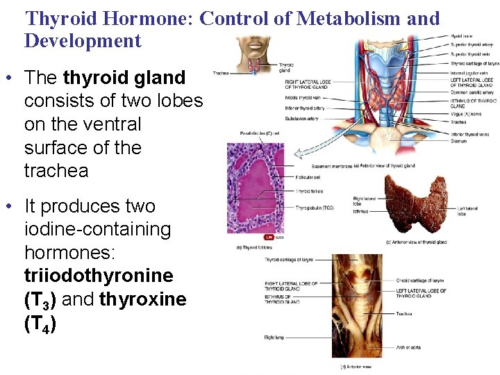 Thyroid Hormone: Control of Metabolism and Development • The thyroid gland consists of two