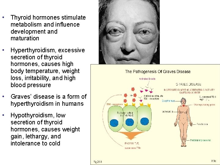  • Thyroid hormones stimulate metabolism and influence development and maturation • Hyperthyroidism, excessive