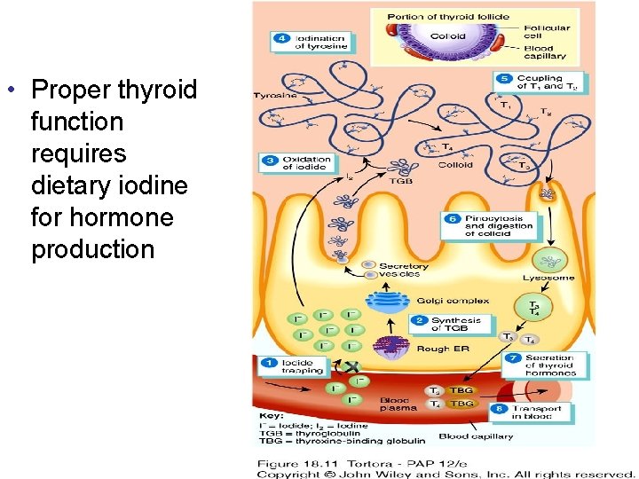 • Proper thyroid function requires dietary iodine for hormone production 