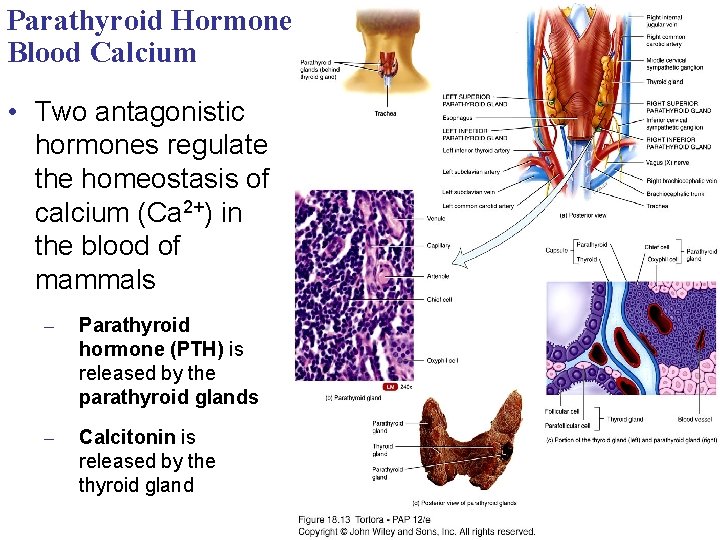 Parathyroid Hormone and Vitamin D: Control of Blood Calcium • Two antagonistic hormones regulate