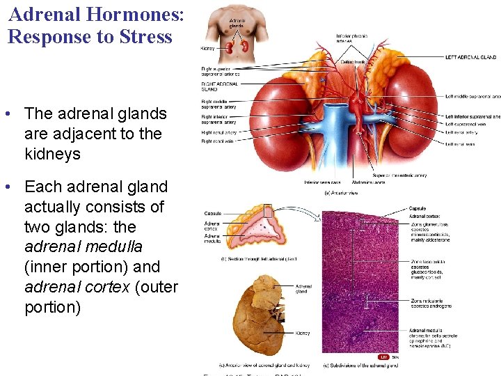 Adrenal Hormones: Response to Stress • The adrenal glands are adjacent to the kidneys