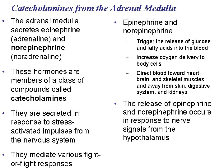 Catecholamines from the Adrenal Medulla • The adrenal medulla secretes epinephrine (adrenaline) and norepinephrine