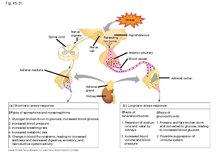 Fig. 45 -21 Stress Spinal cord Nerve signals Releasing hormone Nerve cell Hypothalamus Anterior