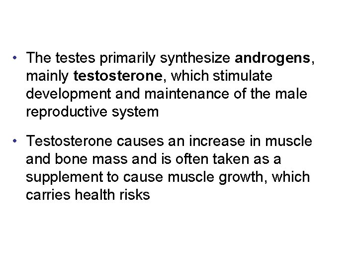  • The testes primarily synthesize androgens, mainly testosterone, which stimulate development and maintenance