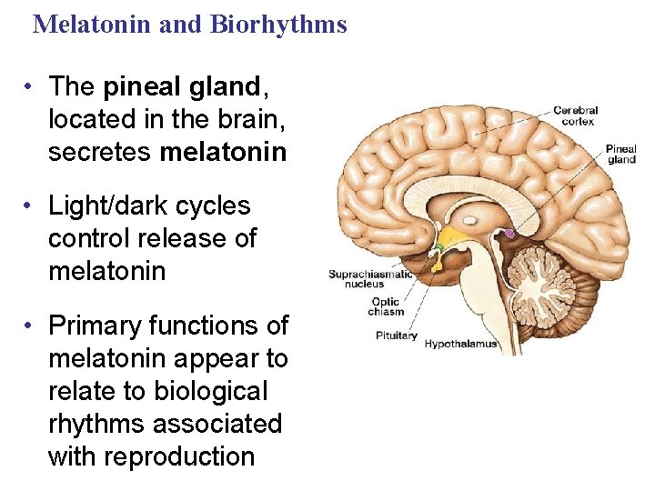 Melatonin and Biorhythms • The pineal gland, located in the brain, secretes melatonin •