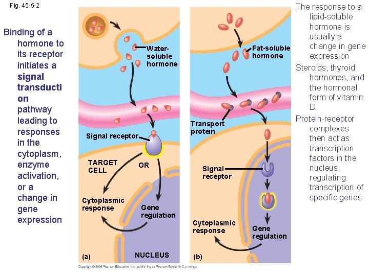 Fig. 45 -5 -2 Binding of a hormone to its receptor initiates a signal