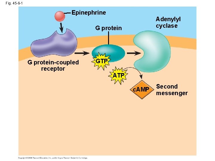 Fig. 45 -6 -1 Epinephrine Adenylyl cyclase G protein-coupled receptor GTP ATP c. AMP