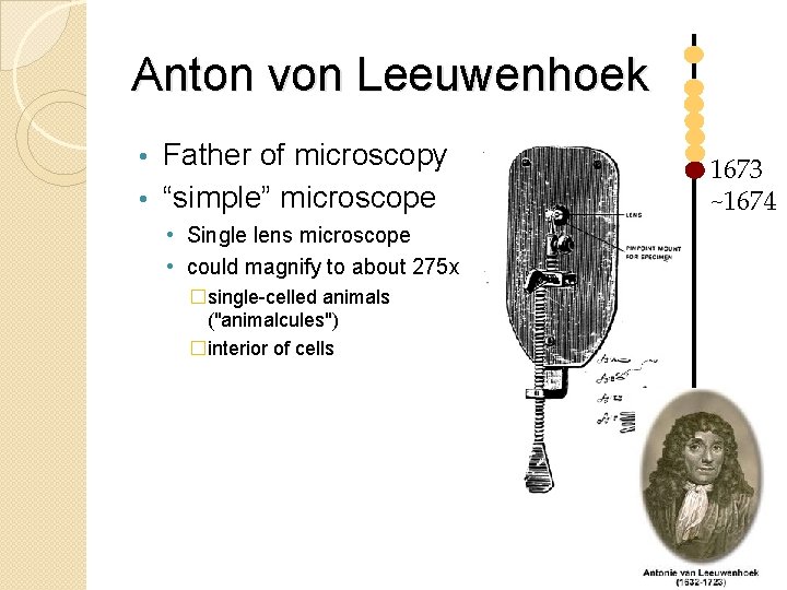 Anton von Leeuwenhoek Father of microscopy • “simple” microscope • • Single lens microscope