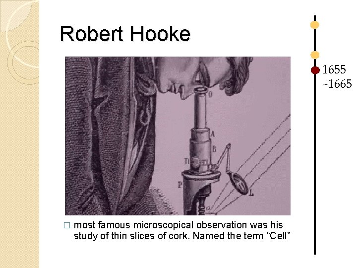 Robert Hooke 1655 ~1665 � most famous microscopical observation was his study of thin