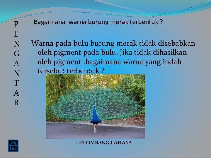 P E N G A N T A R Bagaimana warna burung merak terbentuk P E N G A N T A R Bagaimana warna burung merak terbentuk