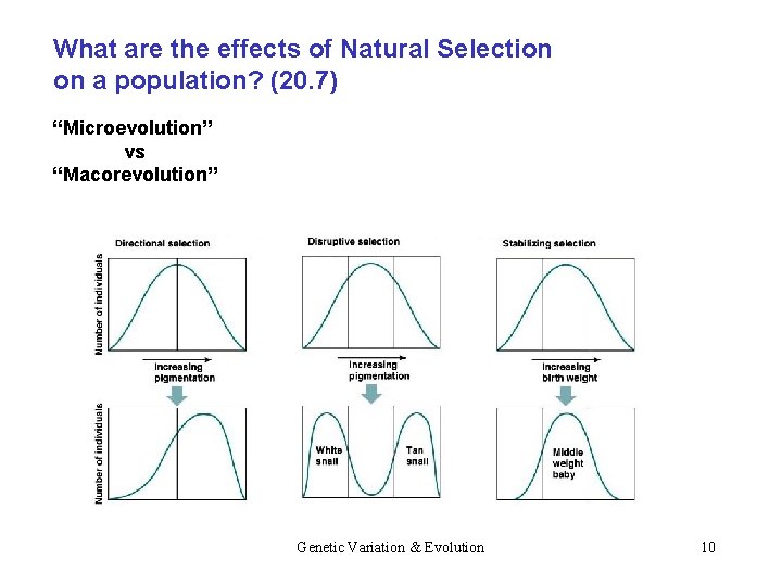 What are the effects of Natural Selection on a population? (20. 7) “Microevolution” vs