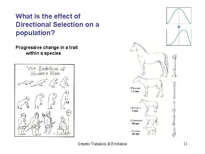 What is the effect of Directional Selection on a population? Progressive change in a