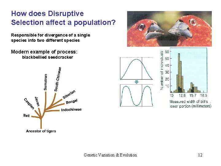 How does Disruptive Selection affect a population? Responsible for divergence of a single species