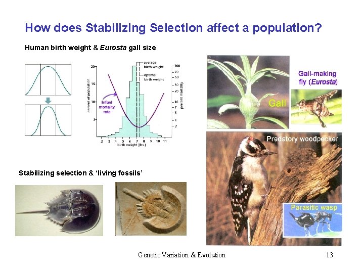 How does Stabilizing Selection affect a population? Human birth weight & Eurosta gall size