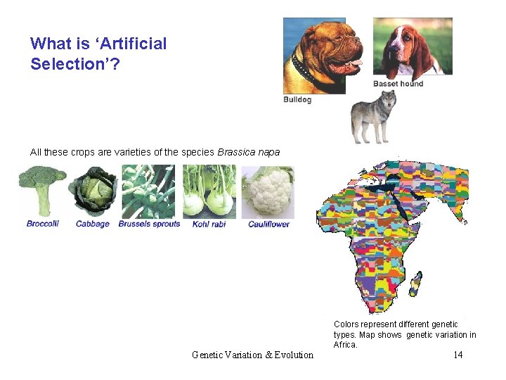 What is ‘Artificial Selection’? All these crops are varieties of the species Brassica napa