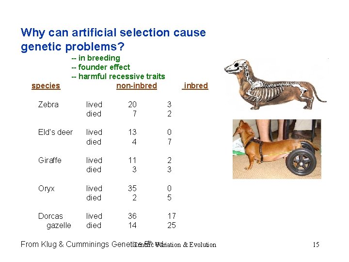 Why can artificial selection cause genetic problems? species -- in breeding -- founder effect