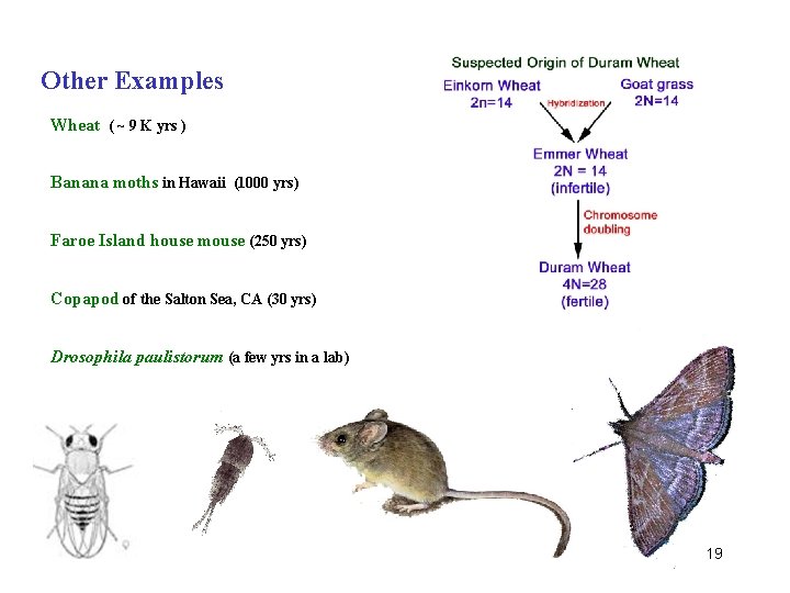 Other Examples Wheat ( ~ 9 K yrs ) Banana moths in Hawaii (1000