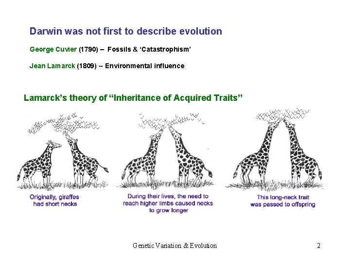 Darwin was not first to describe evolution George Cuvier (1790) – Fossils & ‘Catastrophism’