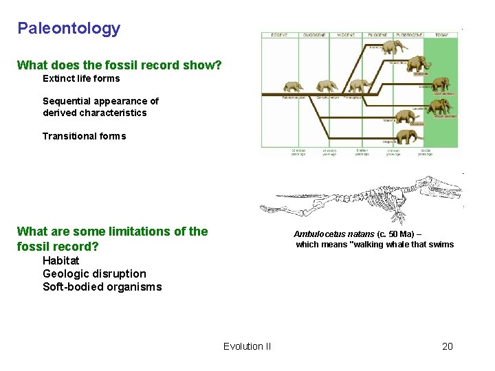 Paleontology What does the fossil record show? Extinct life forms Sequential appearance of derived
