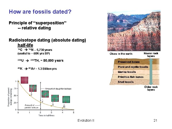 How are fossils dated? Principle of “superposition” -- relative dating Radioisotope dating (absolute dating)