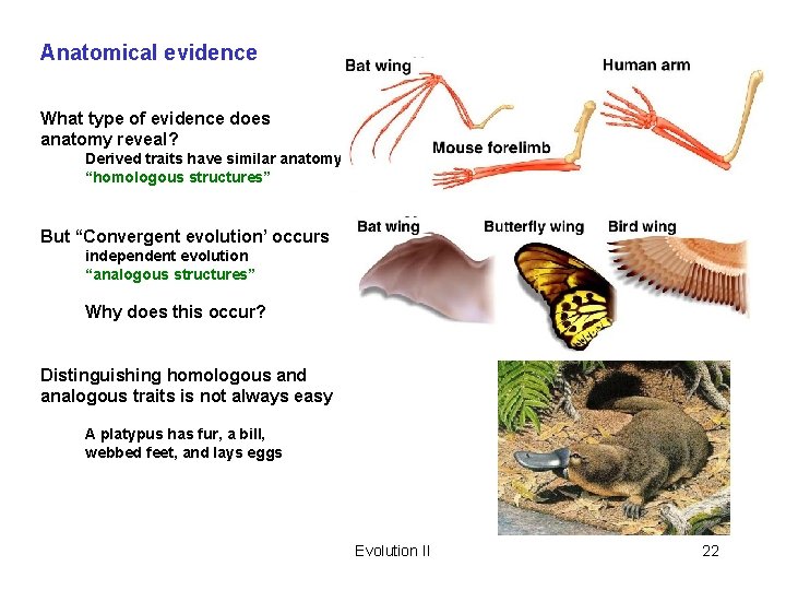 Anatomical evidence What type of evidence does anatomy reveal? Derived traits have similar anatomy