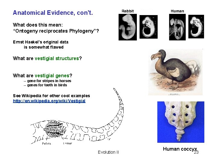 Anatomical Evidence, con’t. What does this mean: “Ontogeny reciprocates Phylogeny”? Ernst Haekel’s original data