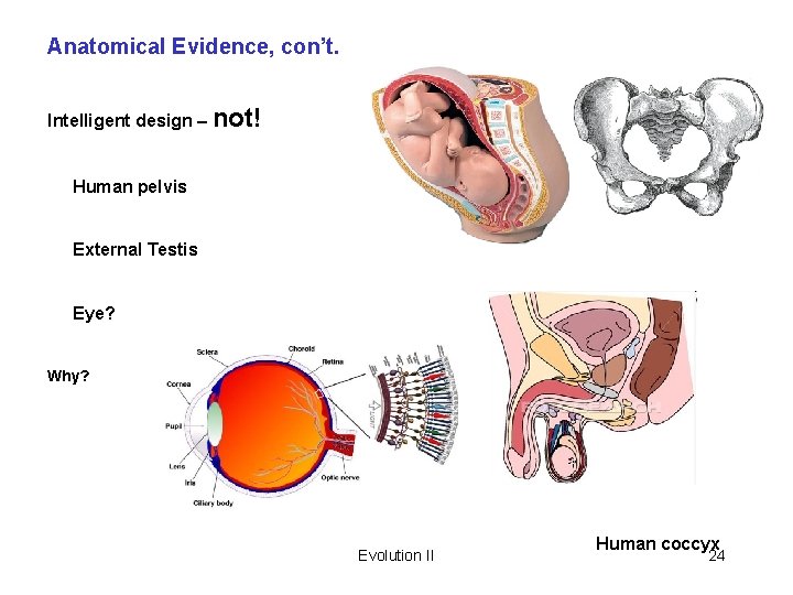 Anatomical Evidence, con’t. Intelligent design – not! Human pelvis External Testis Eye? Why? Evolution