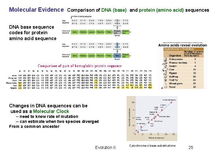 Molecular Evidence Comparison of DNA (base) and protein (amino acid) sequences DNA base sequence