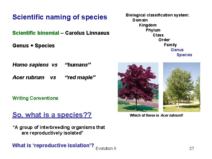 Scientific naming of species Scientific binomial – Carolus Linnaeus Genus + Species Homo sapiens