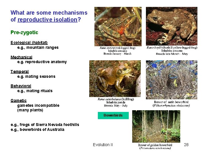 What are some mechanisms of reproductive isolation? Pre-zygotic Ecological (habitat) e. g. , mountain