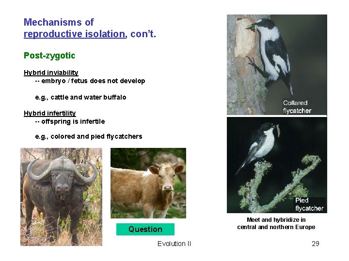 Mechanisms of reproductive isolation, con’t. Post-zygotic Hybrid inviability -- embryo / fetus does not