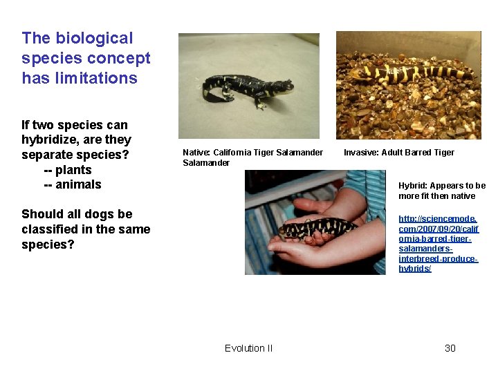 The biological species concept has limitations If two species can hybridize, are they separate